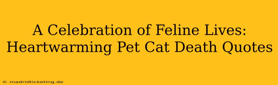 A Celebration of Feline Lives: Heartwarming Pet Cat Death Quotes