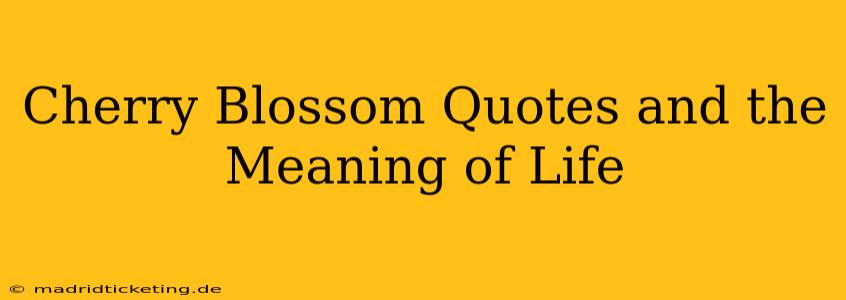 Cherry Blossom Quotes and the Meaning of Life