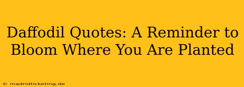 Daffodil Quotes: A Reminder to Bloom Where You Are Planted