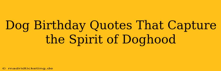 Dog Birthday Quotes That Capture the Spirit of Doghood