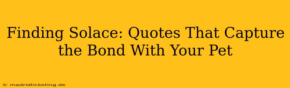 Finding Solace: Quotes That Capture the Bond With Your Pet