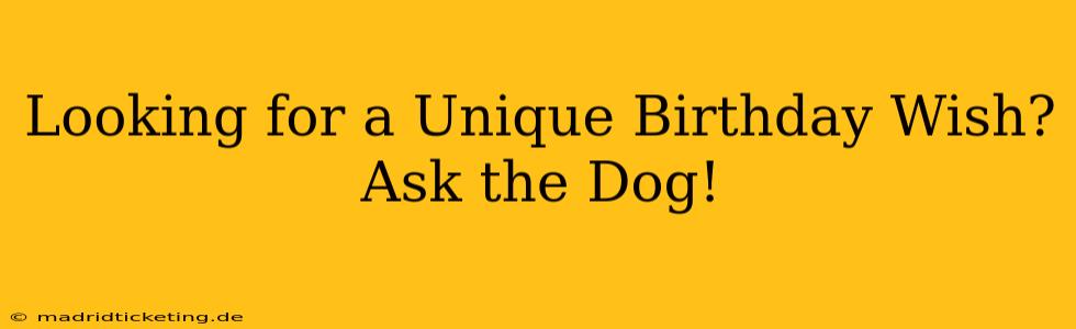 Looking for a Unique Birthday Wish? Ask the Dog!