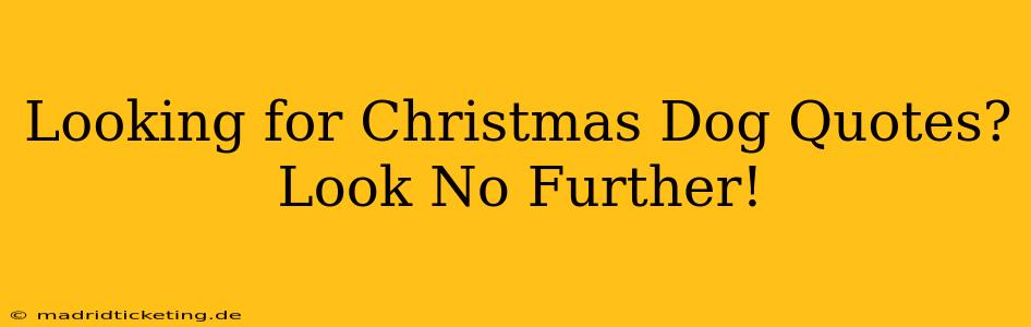 Looking for Christmas Dog Quotes? Look No Further!
