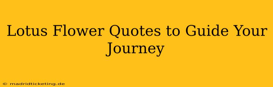 Lotus Flower Quotes to Guide Your Journey