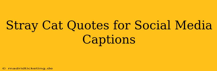 Stray Cat Quotes for Social Media Captions