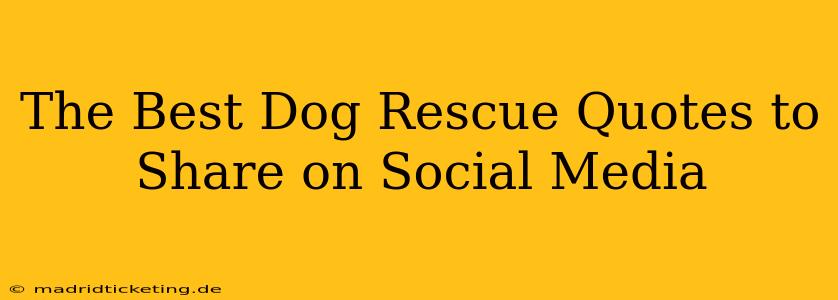The Best Dog Rescue Quotes to Share on Social Media