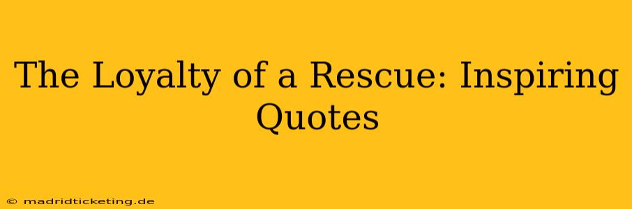 The Loyalty of a Rescue: Inspiring Quotes