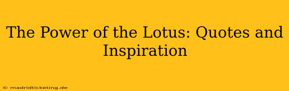 The Power of the Lotus: Quotes and Inspiration
