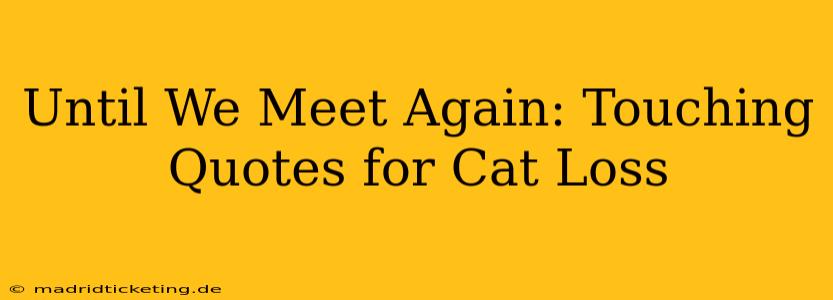 Until We Meet Again: Touching Quotes for Cat Loss